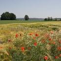 Coquelicot